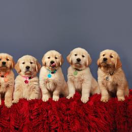 Golden Retriever Puppies from Moxy Goldens