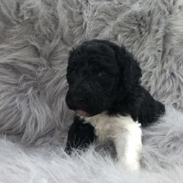 German Shepherd and Poodle Puppies from United Broughton Kennel