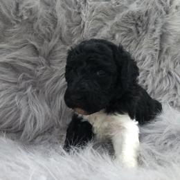 German Shepherd and Poodle Puppies from United Broughton Kennel