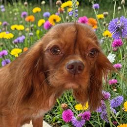 Marley - Cavalier King Charles Spaniel