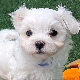 Maltese, Maltipoos, Poodles, and Shih Tzus from Marlees Puppies 1