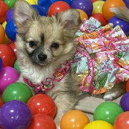 Bear - Merle female Chihuahua puppy in Corydon, Indiana from Sternheim Stars