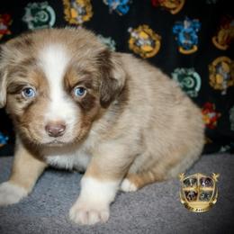 Australian Shepherd Puppies from HP Aussie Kennels