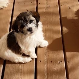 Havanese Puppies from Havanese of the Sonoran Desert