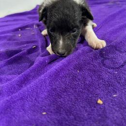 Blue - Black and white male Shetland Sheepdog puppy in Fontanelle, Iowa from Jensen Farms Shelties