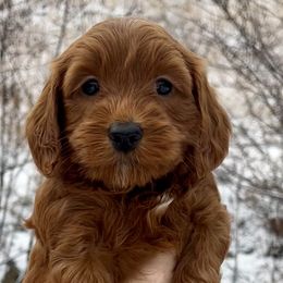 White Female - Apricot female Goldendoodle puppy in Great Falls, Montana from Montana Goldendoodles