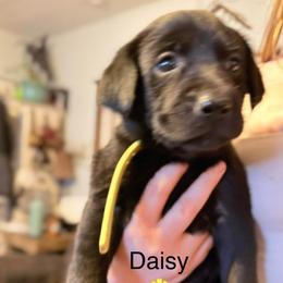 Daisy, Yellow collar - Yellow female Labrador Retriever puppy in Moore, Oklahoma from Okiehuntinboyz Labrador Retrievers