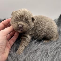 Nico - Lavender male Pomeranian puppy in Bogata, Texas from Kerrie’s Pomeranian