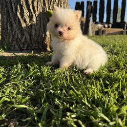 Dawn - Cream female Pomeranian puppy in San Jacinto, California from Savvypomeranians