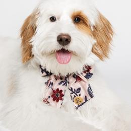 Goldendoodle All Grown Up from The Puppy Nest