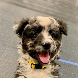 Tempest - Black merle female Mudi puppy in Valley Mills, Texas from Graves Farm Mudi