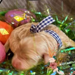 Carrot - Apricot male Goldendoodle puppy in Lexington, North Carolina from Southern Grace Acres