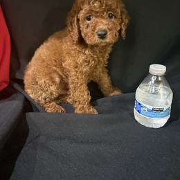 Red Collar Boy - Red  male Poodle puppy in Anaheim, California from SoCal Toy Poodles