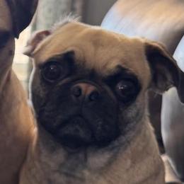 Carlita - Pug