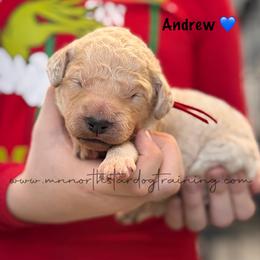 Andrew - Cream male Goldendoodle puppy in Lancaster, Minnesota from North Star Dog Training
