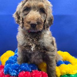 Macchiato - Merle male Goldendoodle puppy in Summerville, South Carolina from Channys Doodles