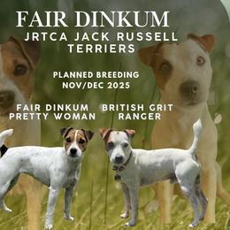 Jack Russell Terrier puppies from Fair Dinkum Jack Russell Terriers