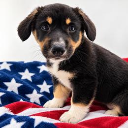 Pembroke Welsh Corgi Puppies from Soaring Eagle Corgis