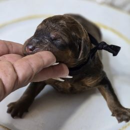 Kit Kat - Sable male Goldendoodle puppy in Austin, Texas from Austin Doodles & Poodles