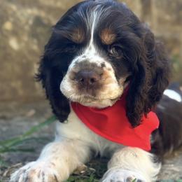 American Corgi, Basset Hound, and Cocker Spaniel Puppies from Oak Hollow Farms