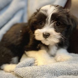 Boy 5 - male Havanese puppy in Lancaster, South Carolina from 3 Bs Havanese-PUPPIES with  PURPOSE