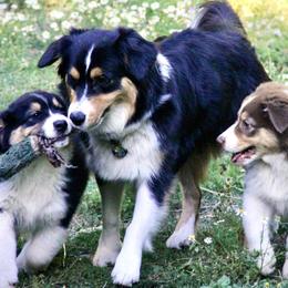 Australian Shepherds from Whinny Hill