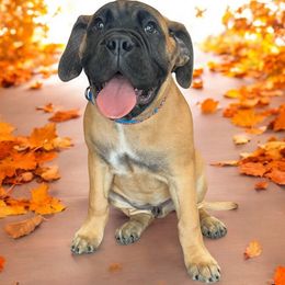 Bullmastiff Puppies from Ambrosia Mastiffs