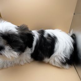 Shih Tzu Puppies from Jessica’s Shih Tzus