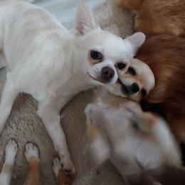 Loki - Cream and white male Chihuahua puppy in El Paso, Texas from JVJ Chihuahua