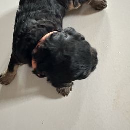 Cupcake - Cavapoo