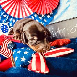 Patriot (Blue male) 2887.70 - Black and tan male Dachshund puppy in Loris, South Carolina from Dogwood Mountain Dachshunds