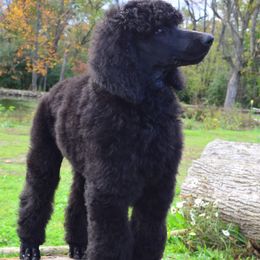 Poodle Puppies from D and D Standard Poodles