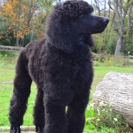 Poodle Puppies from D and D Standard Poodles