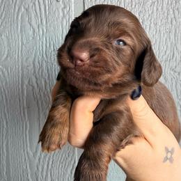 Ginger snap - Chocolate male Dachshund puppy in New Mexico from Long Dog Ranch