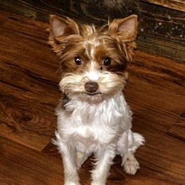 Rose - Yorkshire Terrier