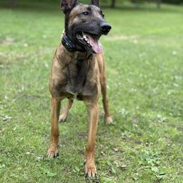 Max - Belgian Malinois