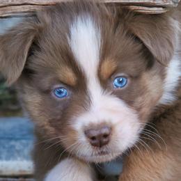Binx - Red tri-color male Australian Shepherd puppy in Tuscola, Texas from Rockin D Ranch