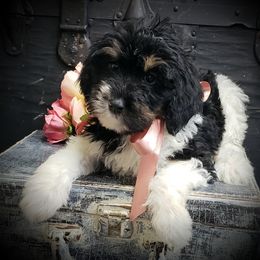 Female 4 - Black white and tan female Springerdoodle puppy in Fargo, North Dakota from Dakota SpringerDoodles