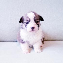 American Corgi and Pembroke Welsh Corgi Puppies from Whimsical Treasure Corgis