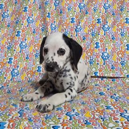 Mike n Ike- Pink LUA - White and black male Dalmatian puppy in Claremore, Oklahoma from Lotsofdots Dalmatians