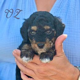 Goldendoodle Puppies from JoZy's Doodles