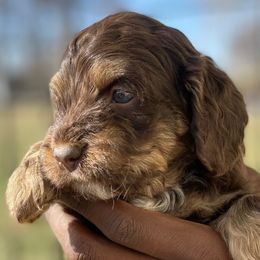 Girl 2 - Brown white and tan Cockapoo puppy in Rigby, Idaho from Elkington Family Farms LLC