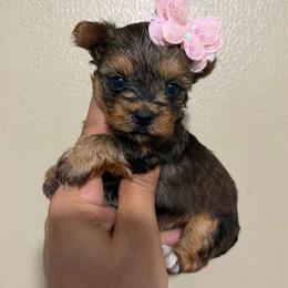 Reserved - Black and tan female Yorkshire Terrier puppy in Kissimmee, Florida from M&R Yorkies