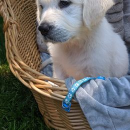 Golden Retriever Puppies from Carolyn Maddux's Golden Retrievers