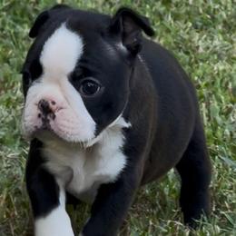 Jessie - Black and white male Boston Terrier puppy in Williamsburg, Virginia from McMiesz