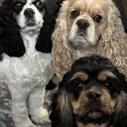 Cocker Spaniel Puppies from Cockers of Country Lane