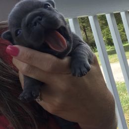 French Bulldog Puppies from Crooked C Ranch