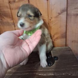 Boy 6 - Sable and white male Collie puppy in Montpelier, Virginia from Gun Barrel Collies
