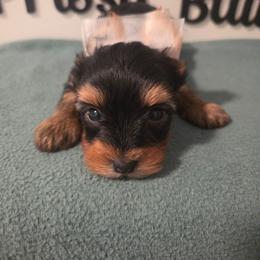 Doc - Black and tan male Yorkshire Terrier puppy in Clermont, Florida from Bella's Prissy Butts