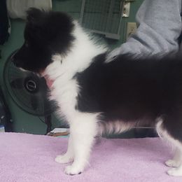 Pomeranians and Shetland Sheepdogs from Emerald Valley Shelties and Pomeranians